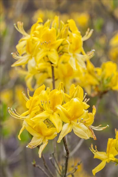 Rhododendron luteum