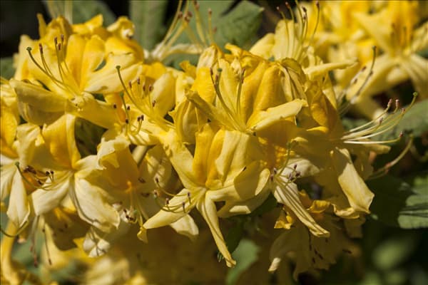Rhododendron luteum