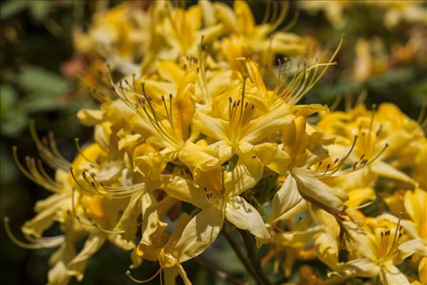 Rhododendron luteum
