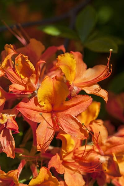 Rhododendron luteum