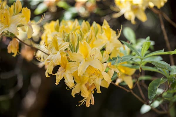 Rhododendron luteum