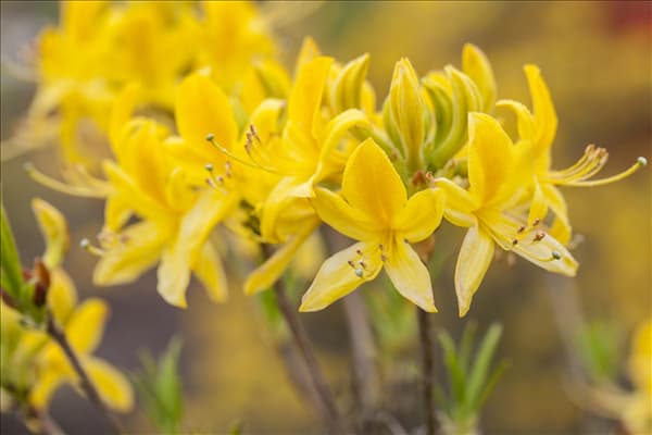 Rhododendron luteum