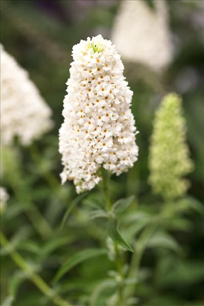 Buddleja davidii