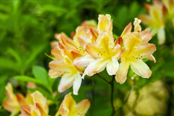Rhododendron luteum