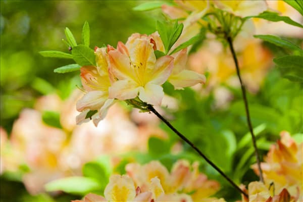 Rhododendron luteum