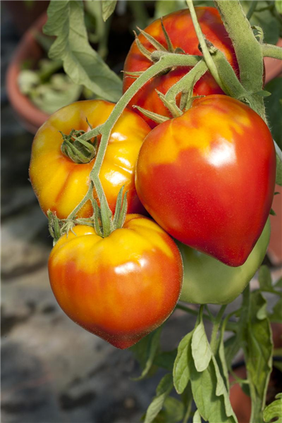 Solanum lycopersicum 'Gourmandia F1'