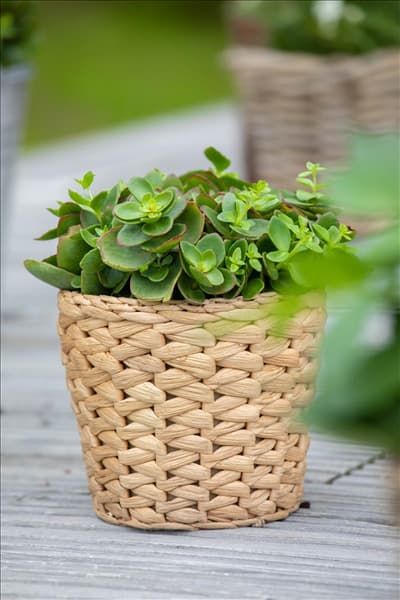 Sedum ewersii