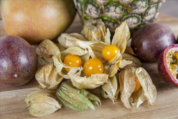 Physalis peruviana 'Preciosa'