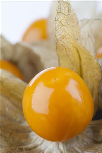 Physalis peruviana