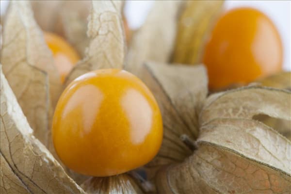 Physalis peruviana