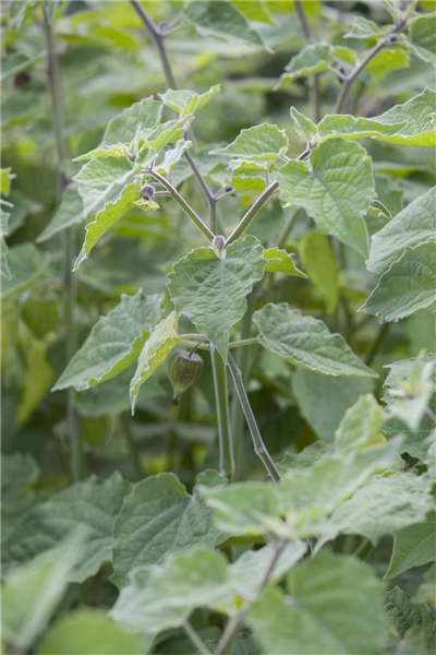 Physalis peruviana