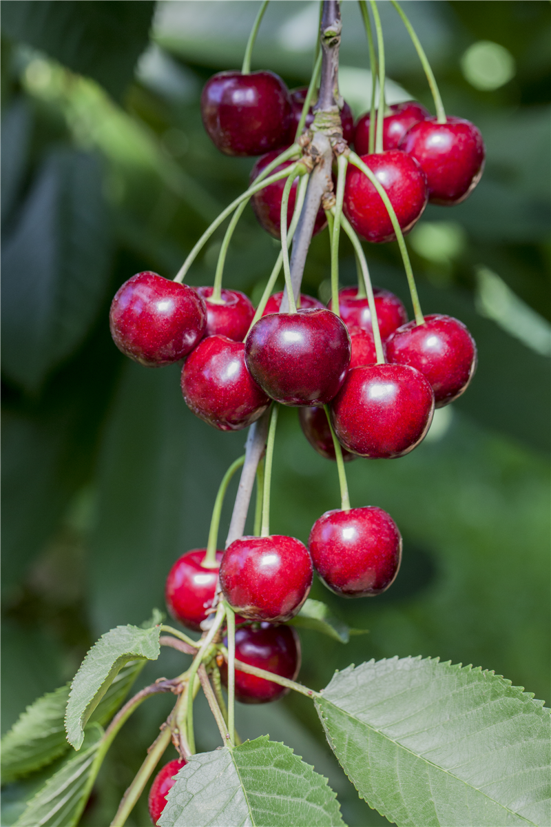 Prunus avium 'Karina'
