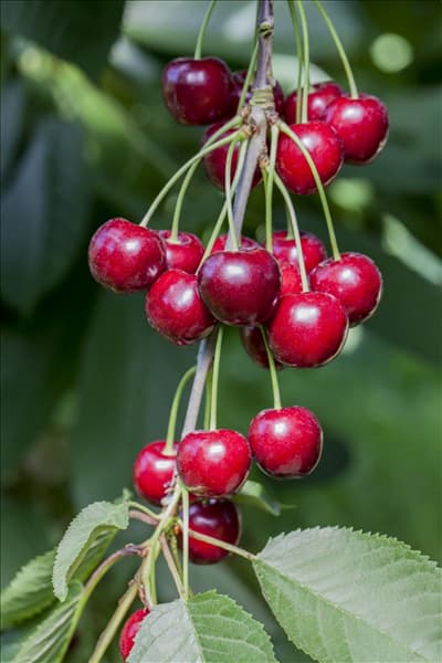 Prunus cerasus