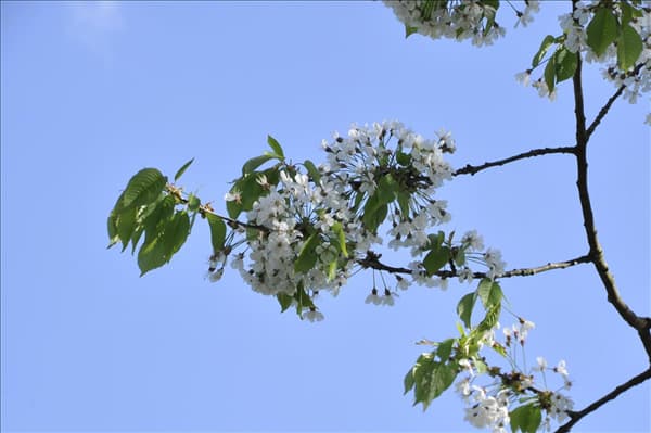Prunus cerasus