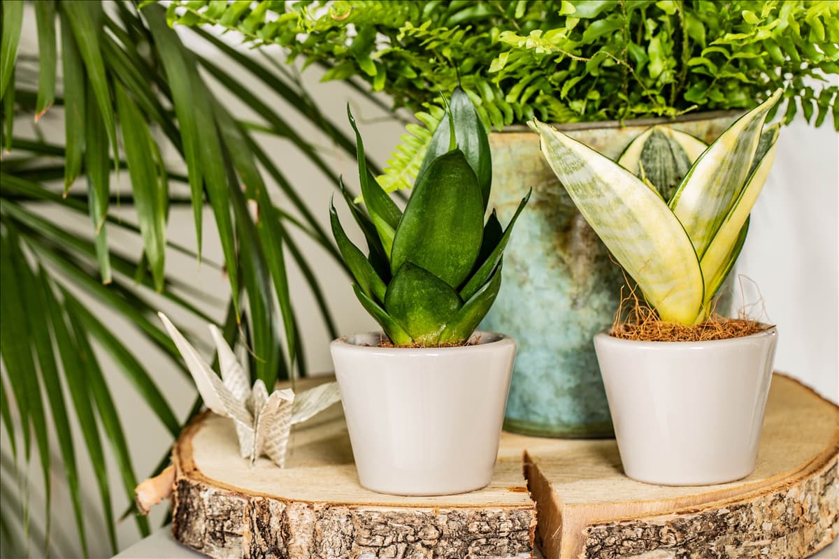Sansevieria trifasciata 'Black Hahnii'