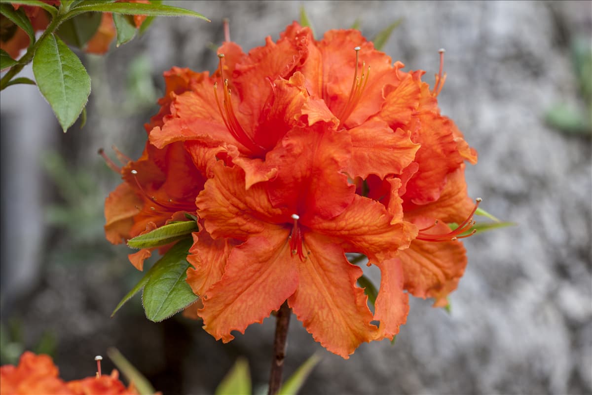 Rhododendron luteum 'Golden Eagle'