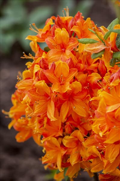 Rhododendron luteum 'Golden Eagle'