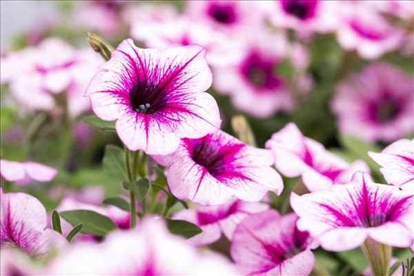 Petunia 'AlpeTunia'®