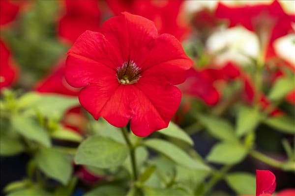 Petunia 'AlpeTunia'®