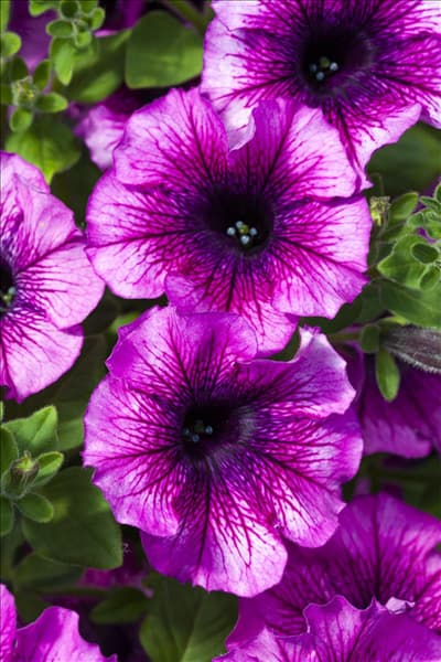 Petunia 'AlpeTunia'®