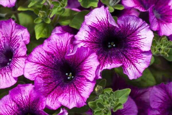 Petunia 'AlpeTunia'®