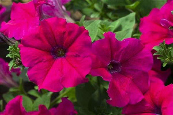 Petunia 'AlpeTunia'®