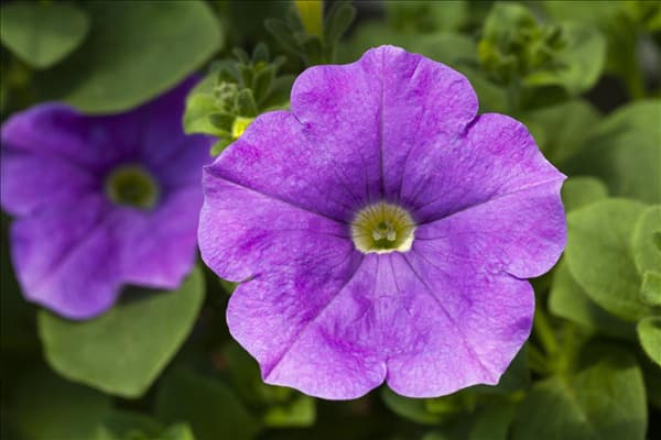Petunia 'AlpeTunia'®
