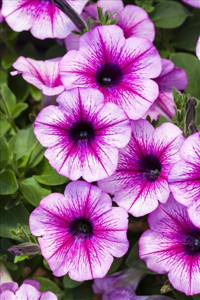 Petunia 'AlpeTunia'®