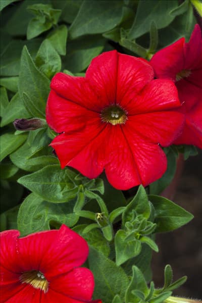 Petunia 'AlpeTunia'®