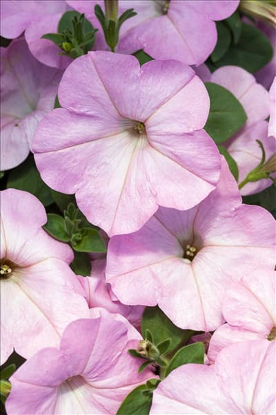 Petunia 'AlpeTunia'®