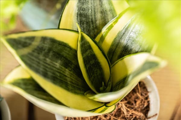 Sansevieria trifasciata 'Golden Hahnii'