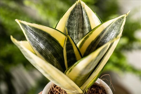 Sansevieria trifasciata 'Golden Hahnii'