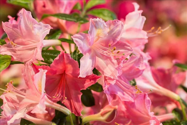 Rhododendron luteum 'Jolie Madame'