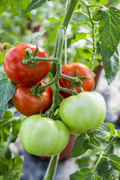 Solanum lycopersicum 'Supersteak F1'