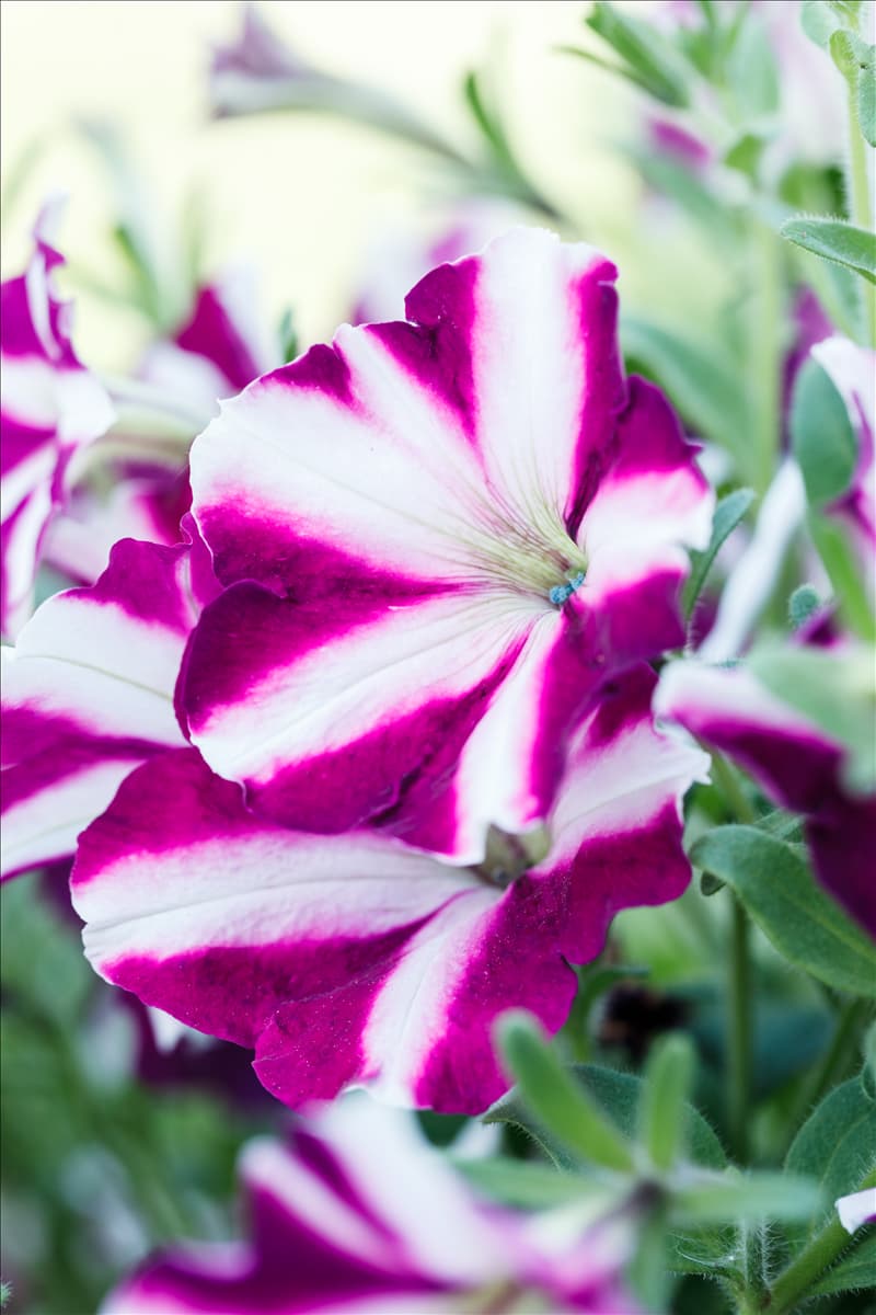 Petunia 'Amore™ Joy'