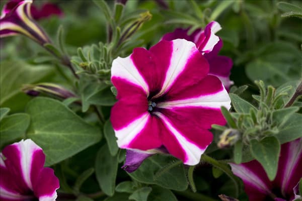 Petunia 'Amore™ Joy'