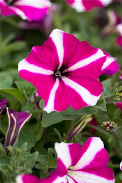 Petunia 'Amore™ Joy'