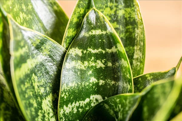 Sansevieria trifasciata 'Hahnii'