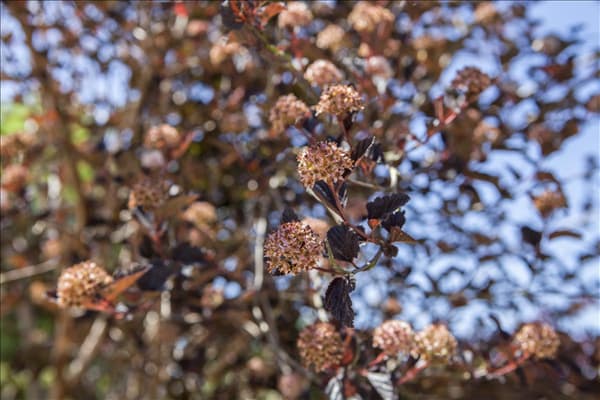 Physocarpus opulifolius