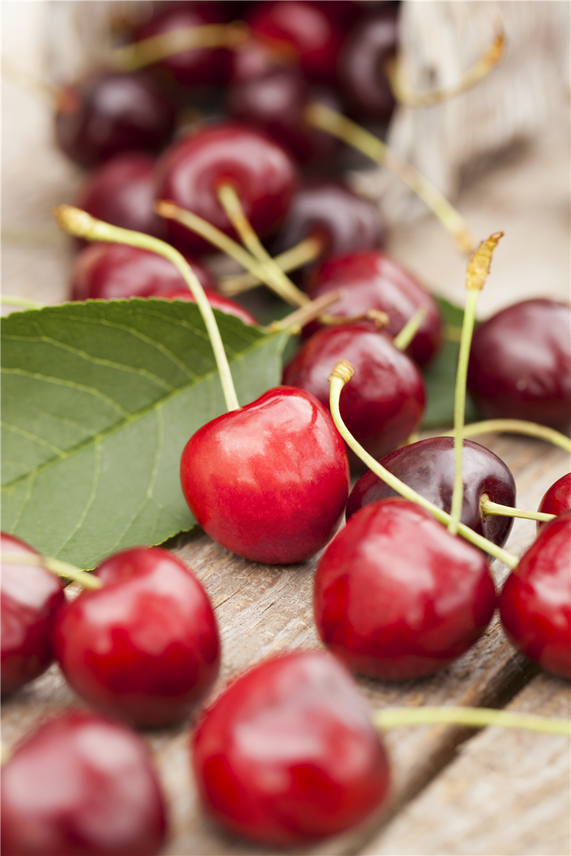 Prunus avium
