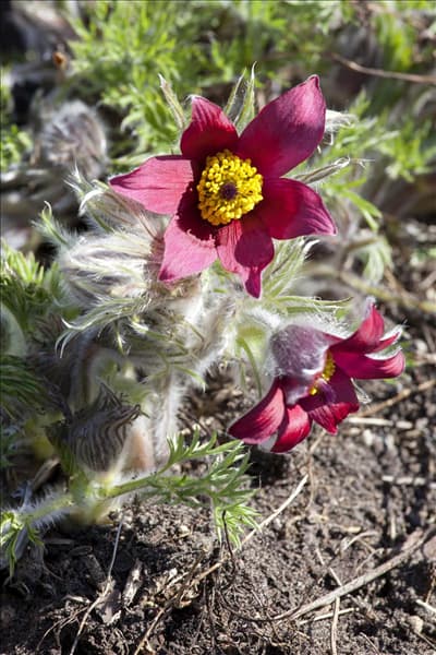 Pulsatilla vulgaris, rot