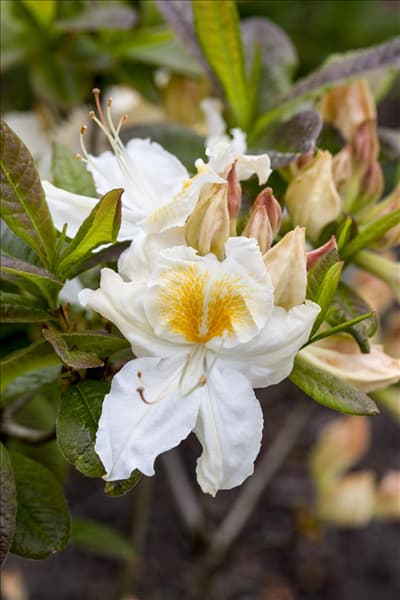 Rhododendron luteum 'Möwe'