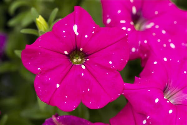 Petunia 'BabyDoll'®