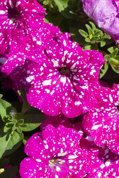 Petunia 'BabyDoll'®