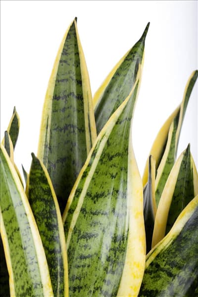 Sansevieria trifasciata var. laurentii