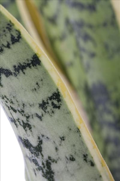 Sansevieria trifasciata var. laurentii