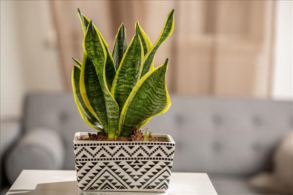 Sansevieria trifasciata var. laurentii