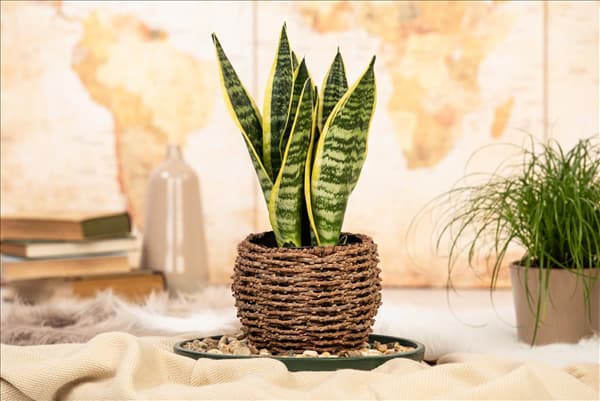 Sansevieria trifasciata var. laurentii
