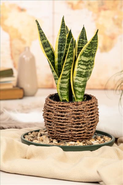 Sansevieria trifasciata var. laurentii