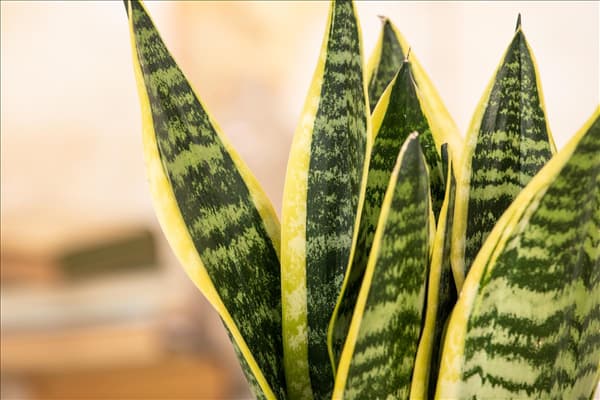 Sansevieria trifasciata var. laurentii
